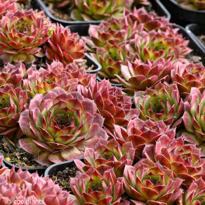 sempervivum-fire-glint