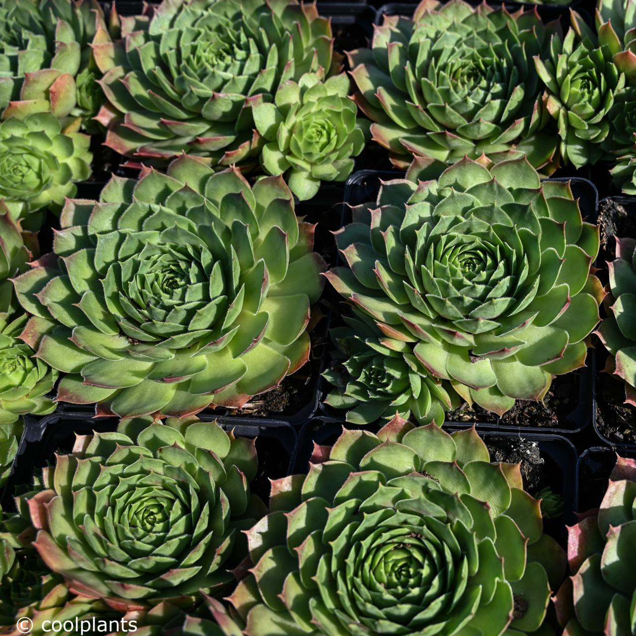 Sempervivum 'Gay Lester' plant