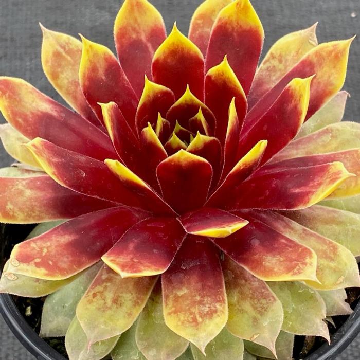 Sempervivum 'Gold Mine' plant