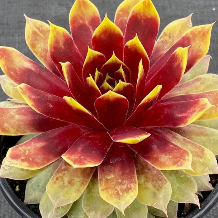 Sempervivum 'Gold Mine' plant