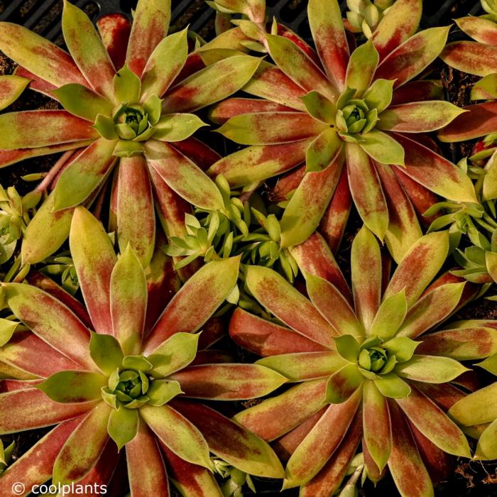 Sempervivum 'Gold Mine' plant