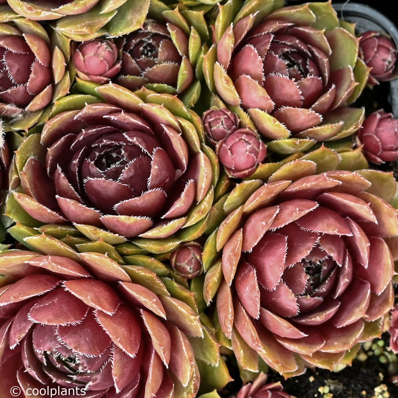 Sempervivum 'Granat' plant