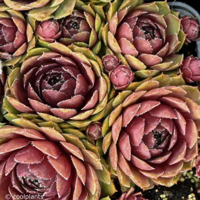 sempervivum-granat