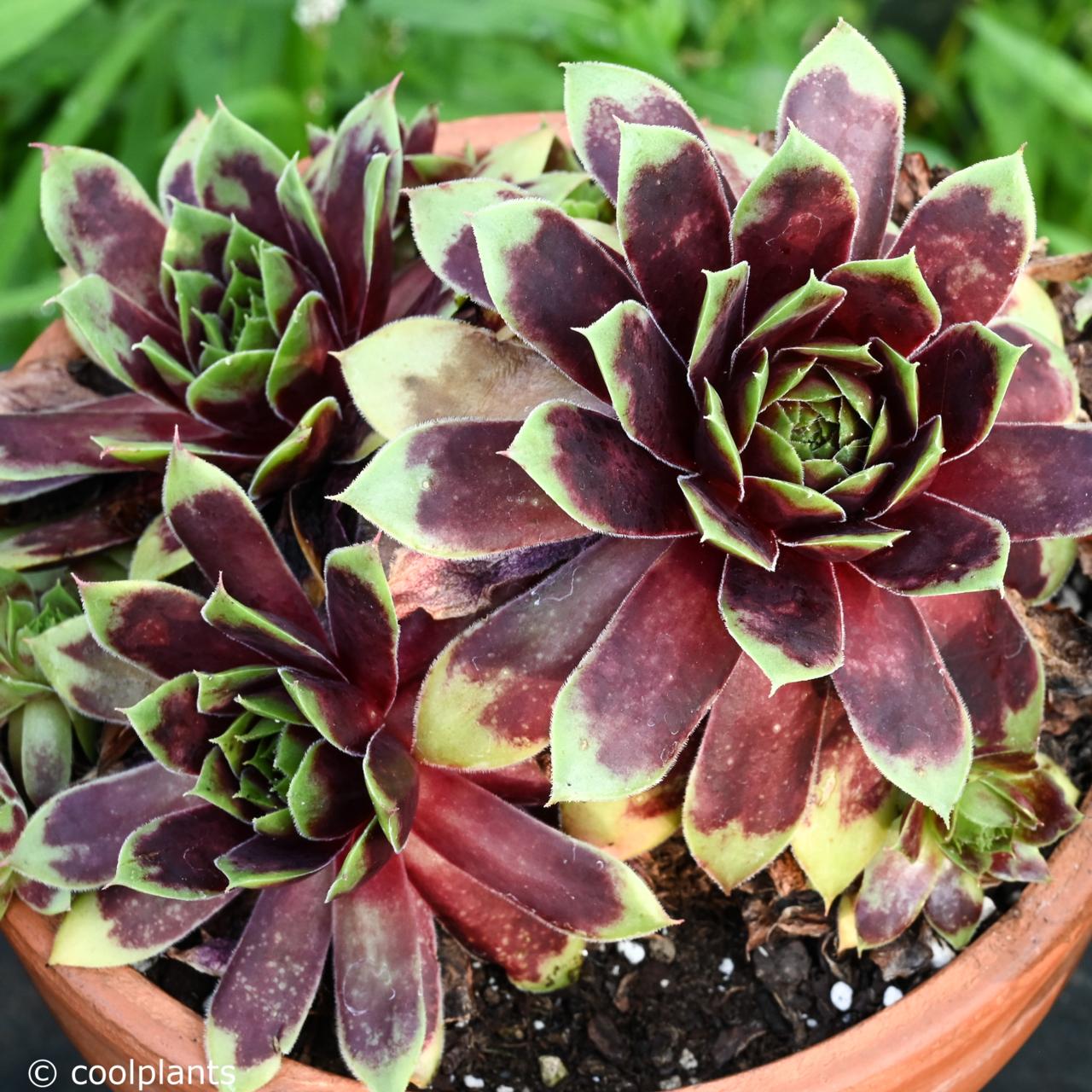 Sempervivum 'Hayling' plant