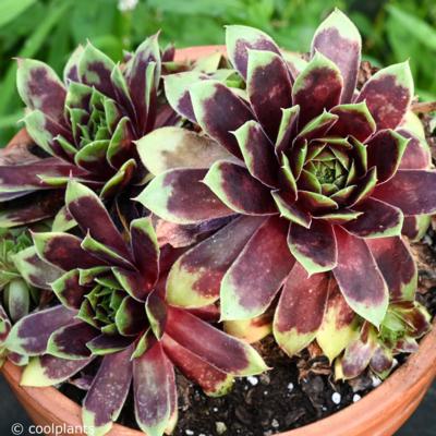 sempervivum-hayling