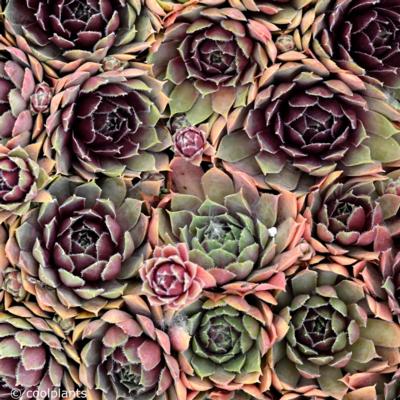 sempervivum-irazu