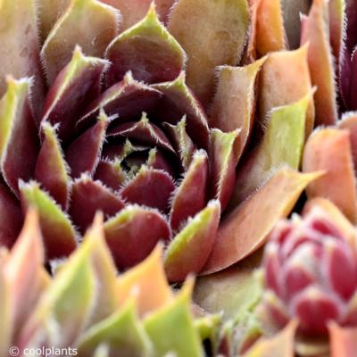 sempervivum-irazu