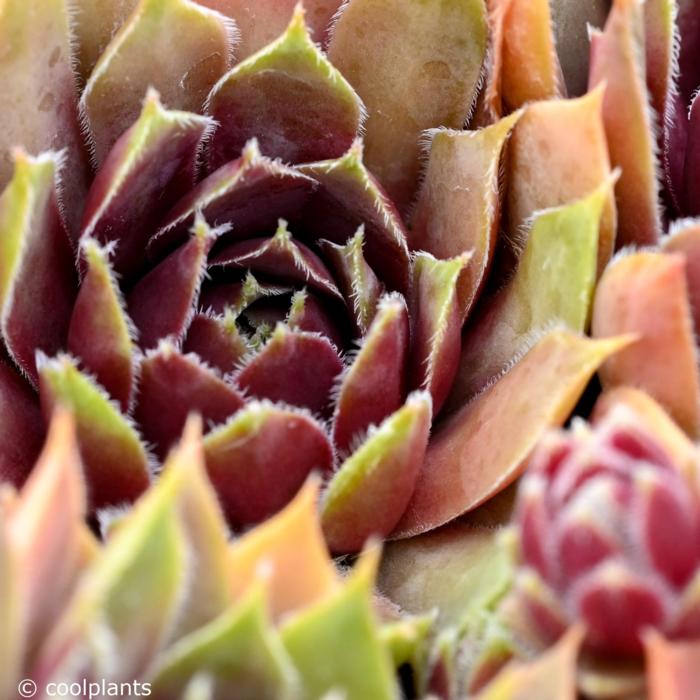 Sempervivum 'Irazu' plant