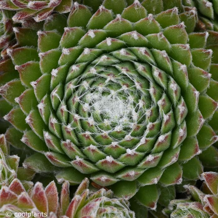 Sempervivum 'Koko Flanel' plant