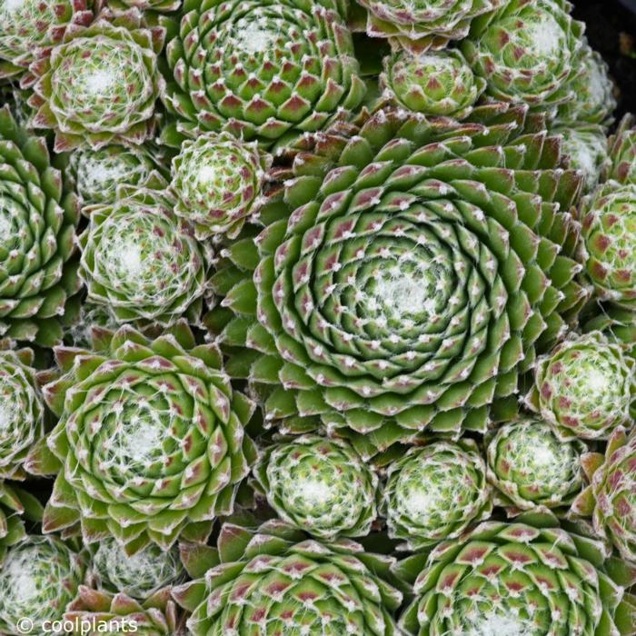 Sempervivum 'Koko Flanel' plant