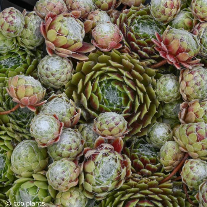 Sempervivum 'Kramers Spinrad' plant