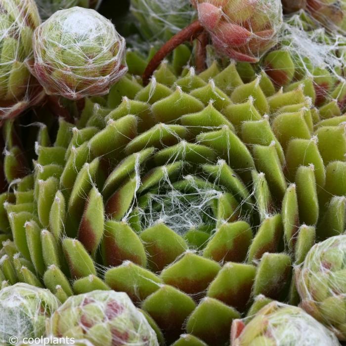 Sempervivum 'Kramers Spinrad' plant