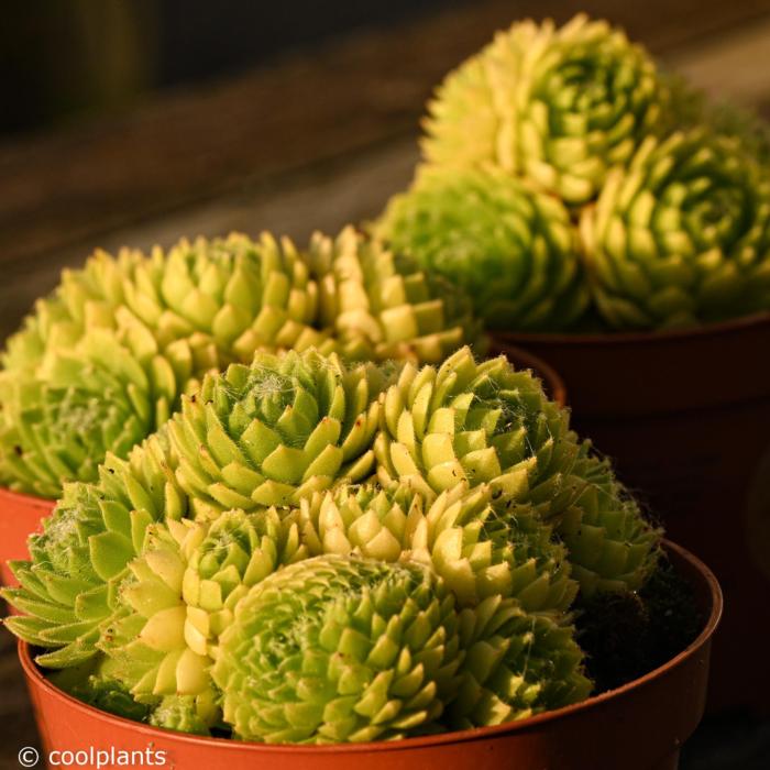 Sempervivum 'Lemon Flare' plant