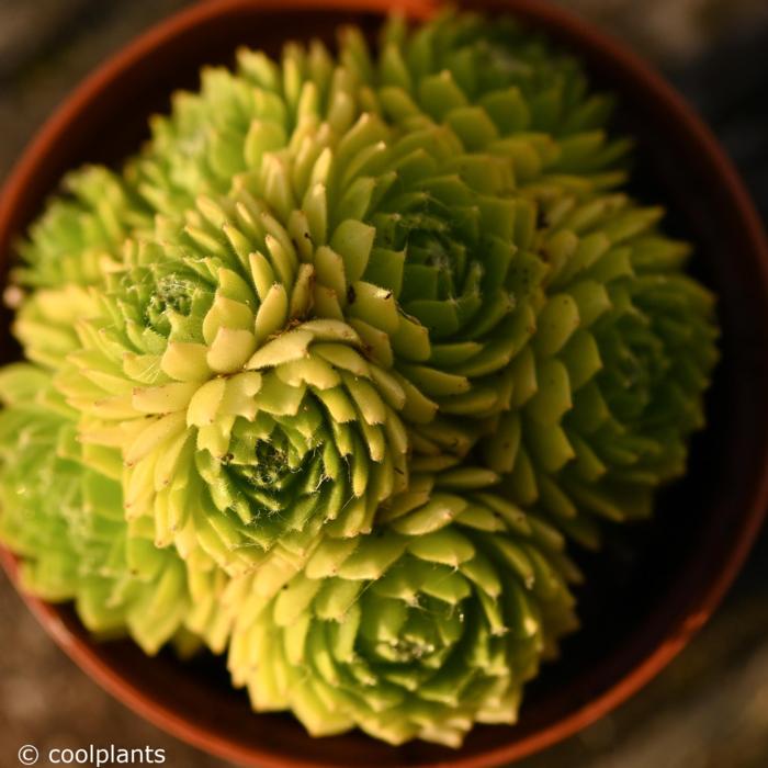 Sempervivum 'Lemon Flare' plant