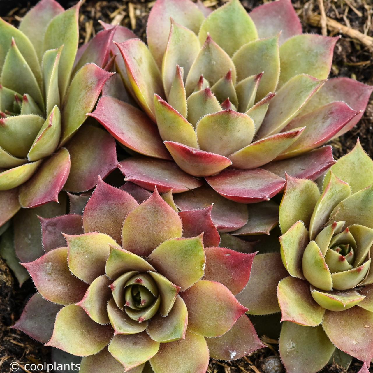 Sempervivum 'Lilac Time' plant