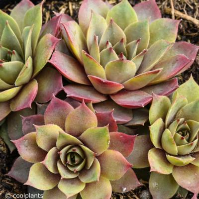 sempervivum-lilac-time