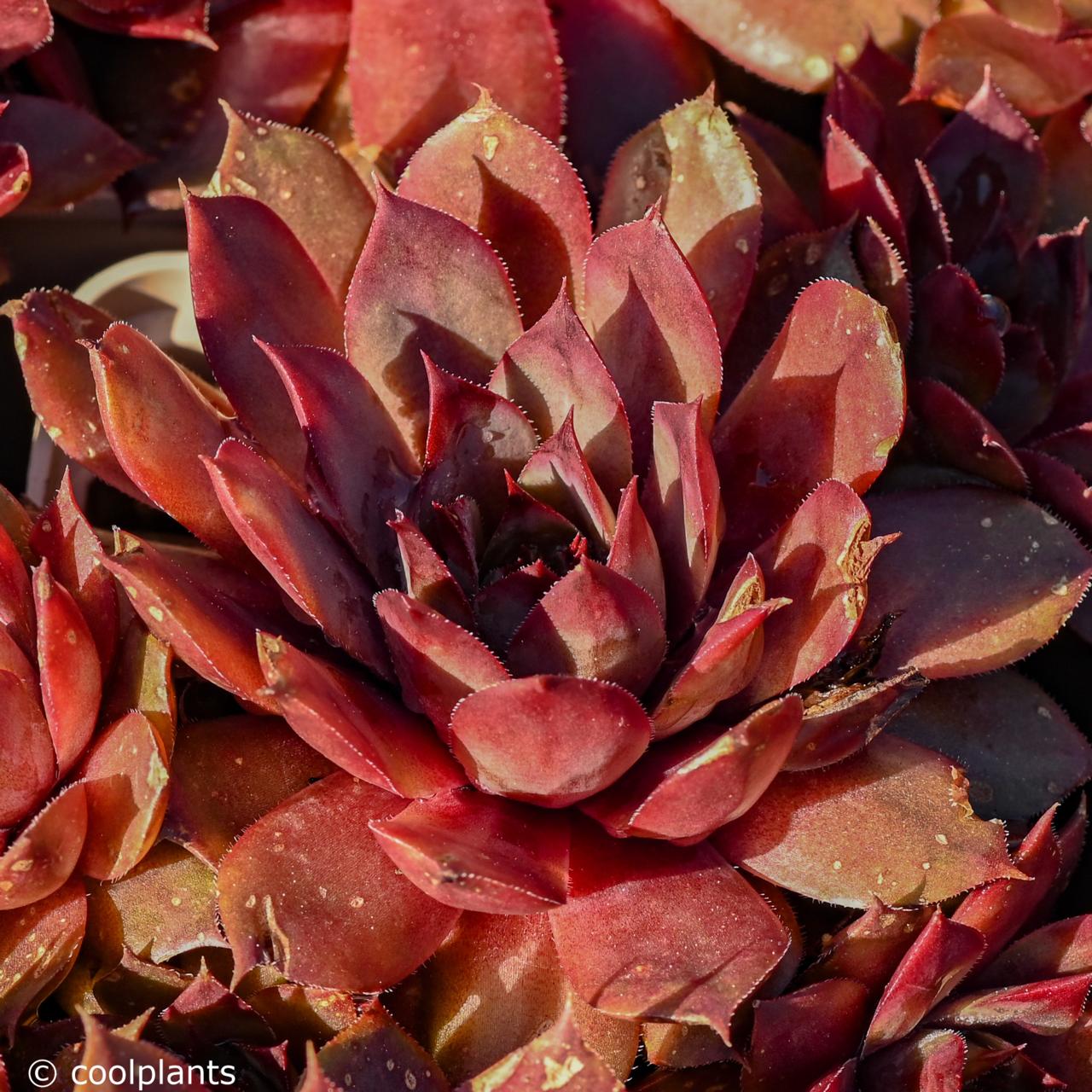 Sempervivum 'Lipari' plant