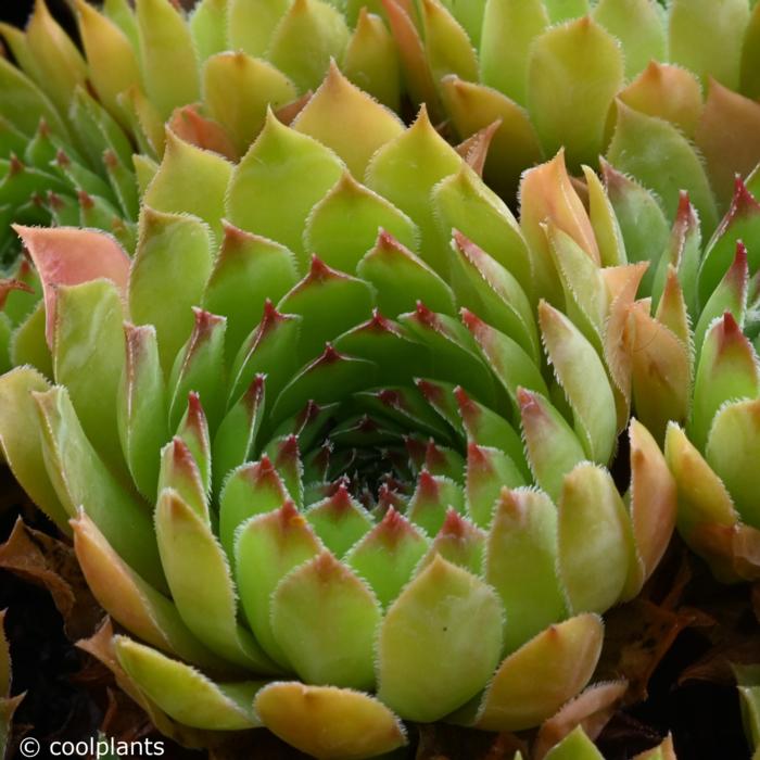 Sempervivum marmoreum 'Alpirre' plant