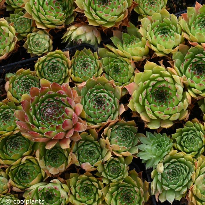 Sempervivum marmoreum 'Alpirre' plant