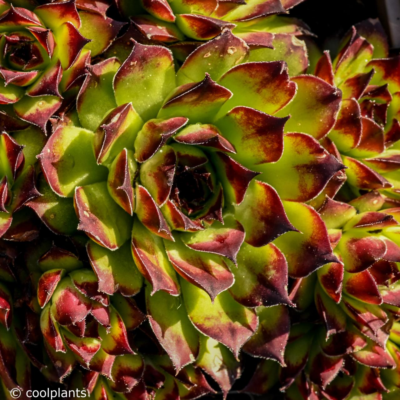 Sempervivum 'Noir' plant