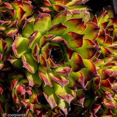 sempervivum-noir