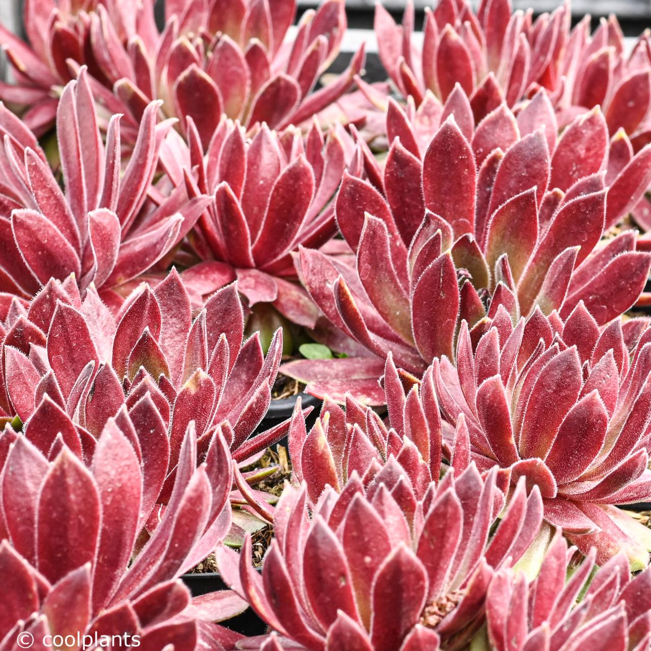 Sempervivum 'Passionata' plant