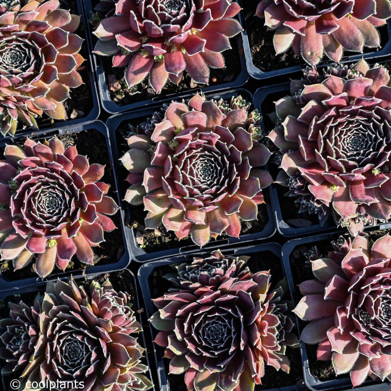 Sempervivum 'Pilatus' plant