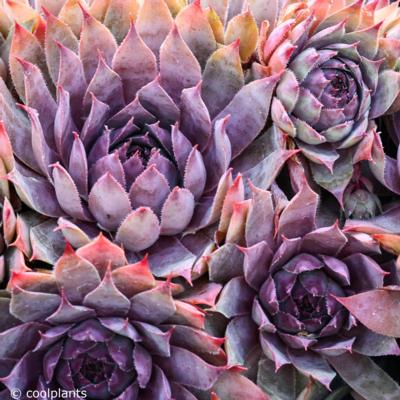 sempervivum-purple-beauty