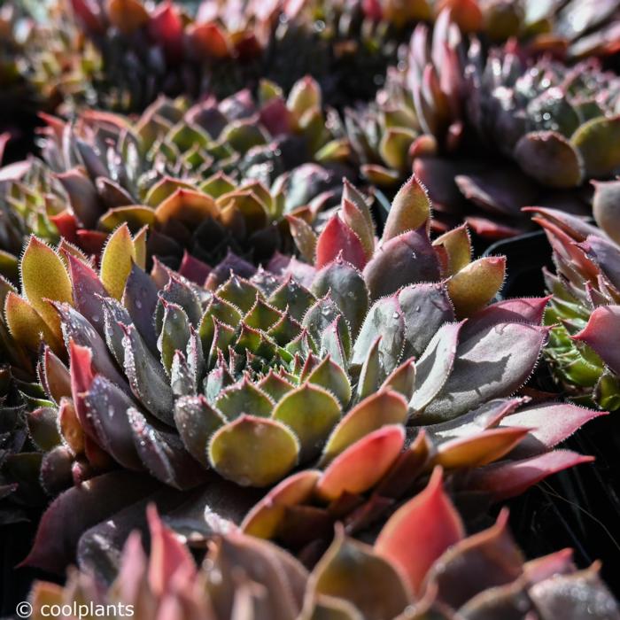 Sempervivum 'Purple Beauty'  plant