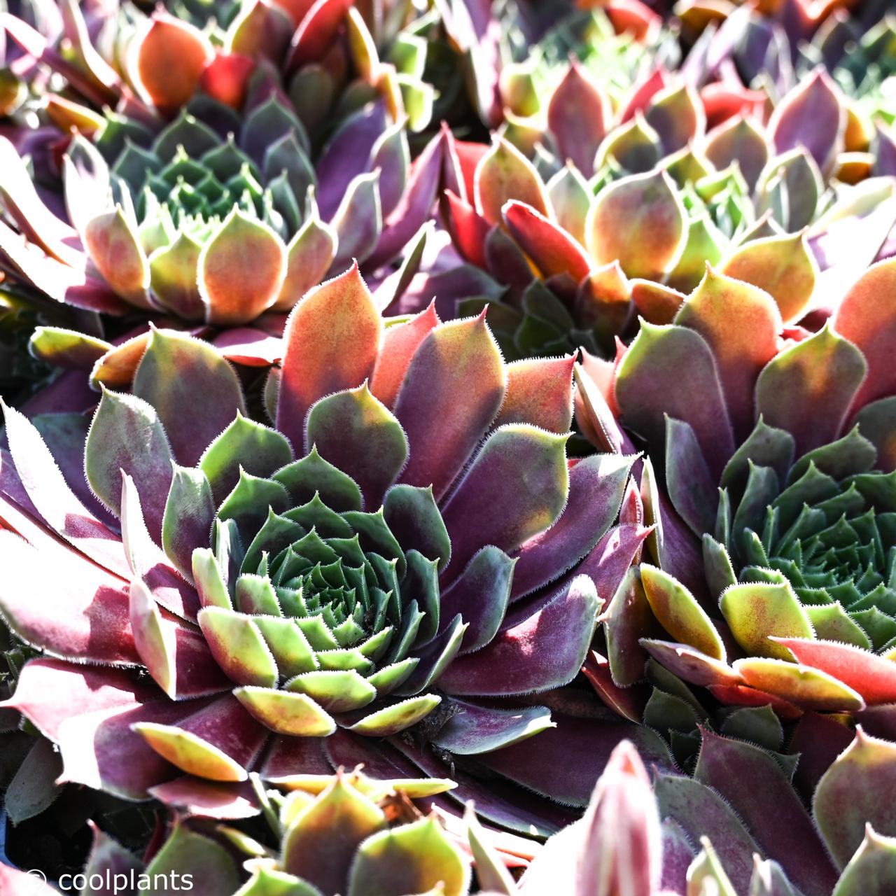 Sempervivum 'Red Chief' plant