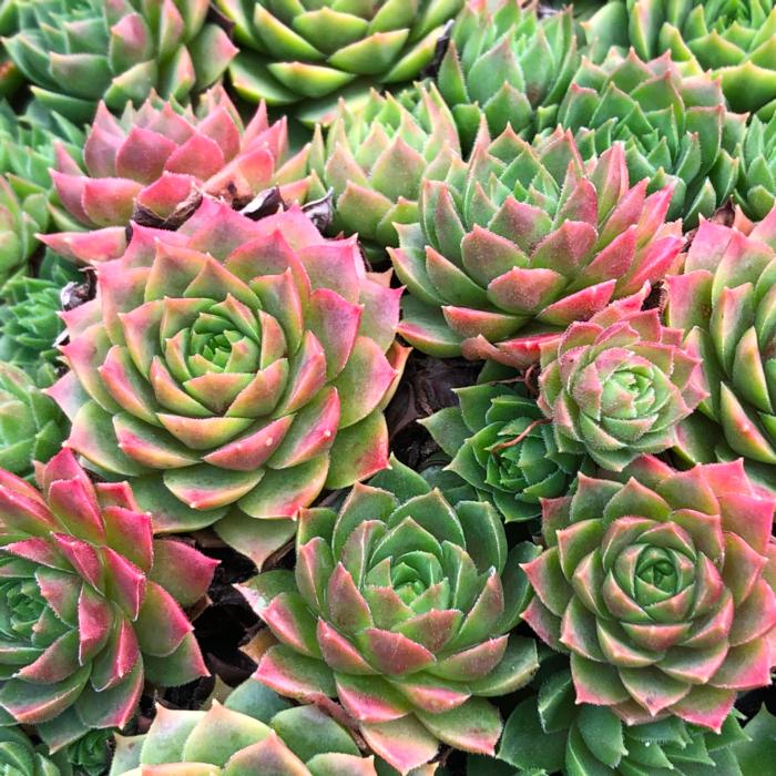 Sempervivum 'Ruby Lime' plant