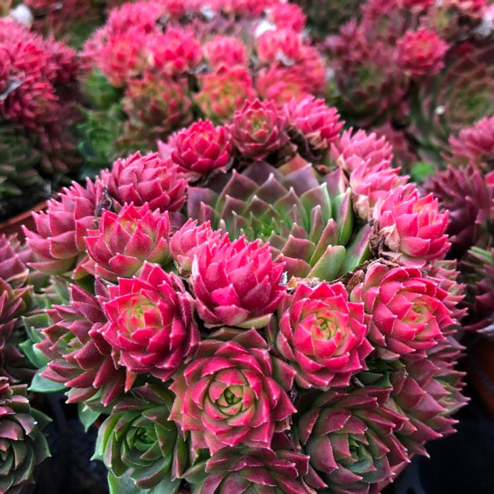 Sempervivum 'Ruby Lime' plant