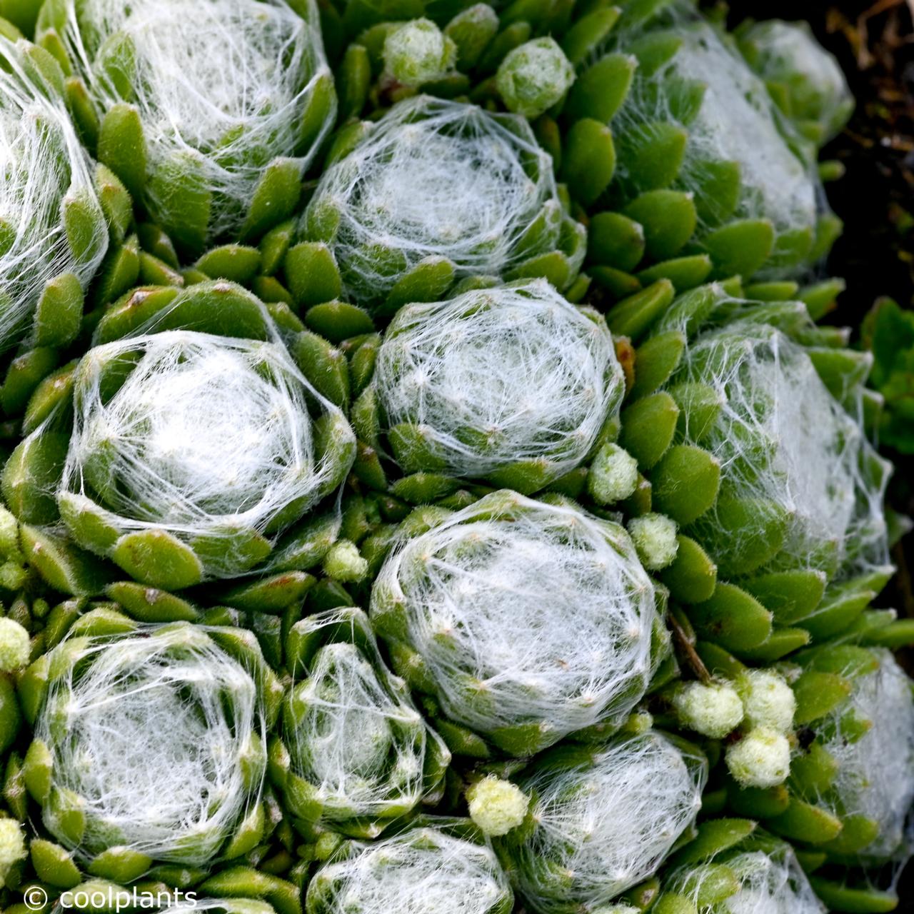 Sempervivum 'Shampoo' plant