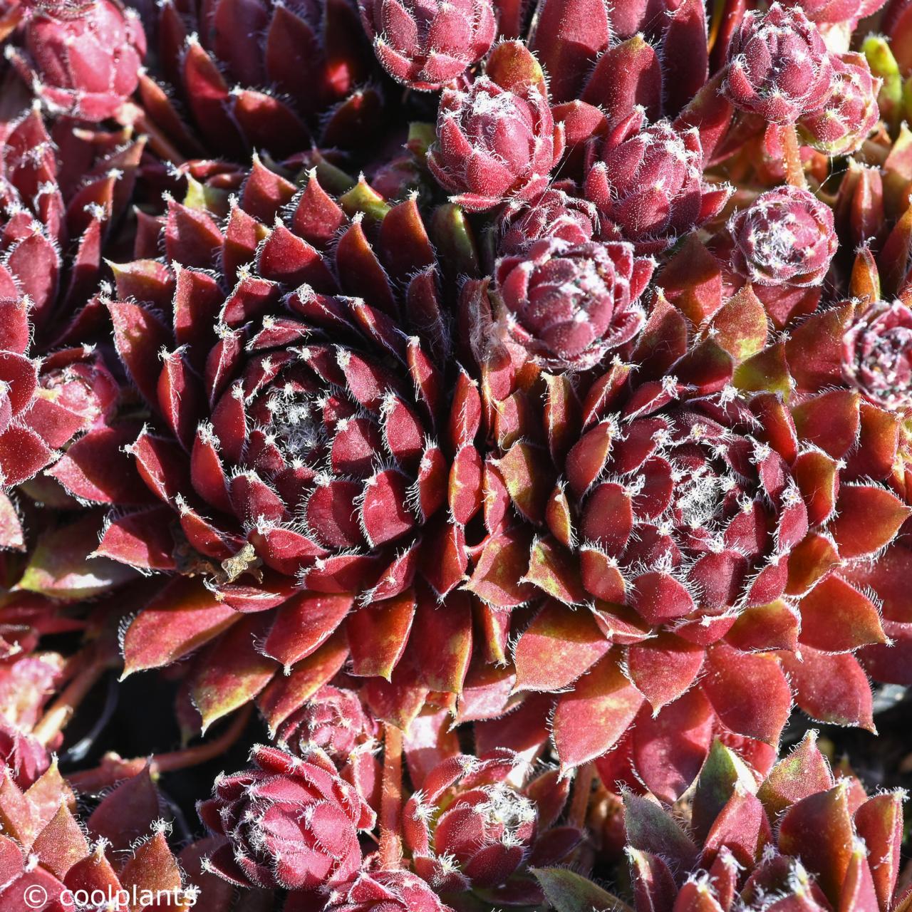 Sempervivum 'Silberkarneol' plant