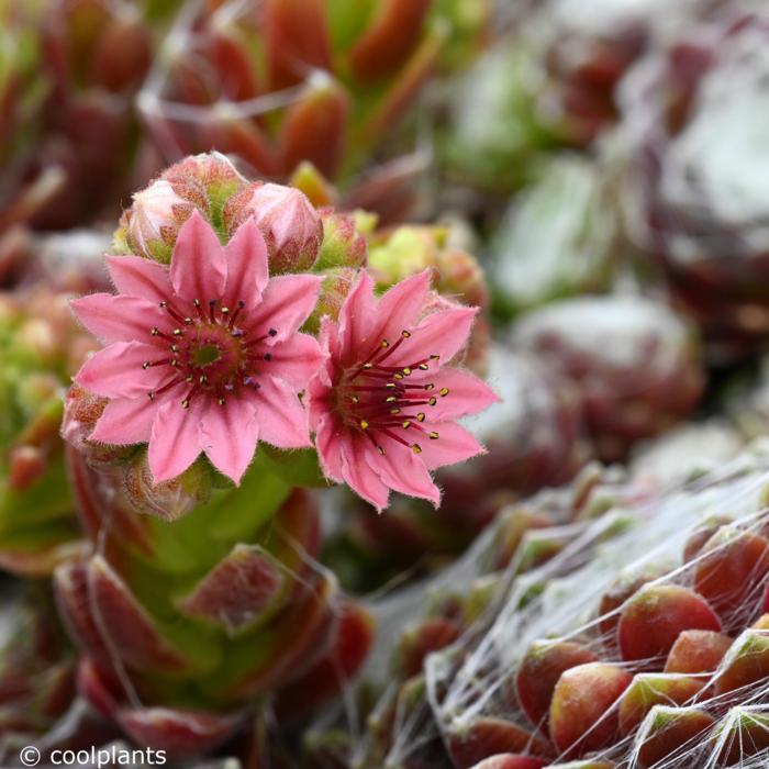 Sempervivum 'Silberring' plant