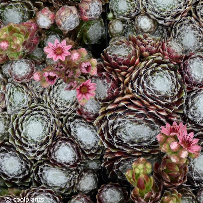 Sempervivum 'Silberring' plant