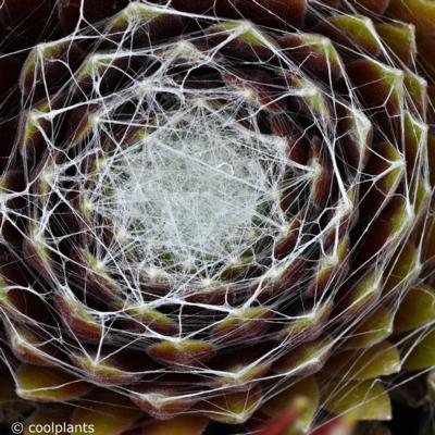 sempervivum-silberring