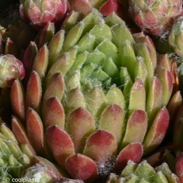 Sempervivum 'Spring Beauty' plant