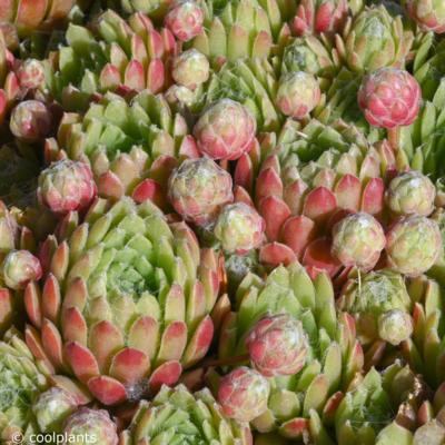 sempervivum-spring-beauty