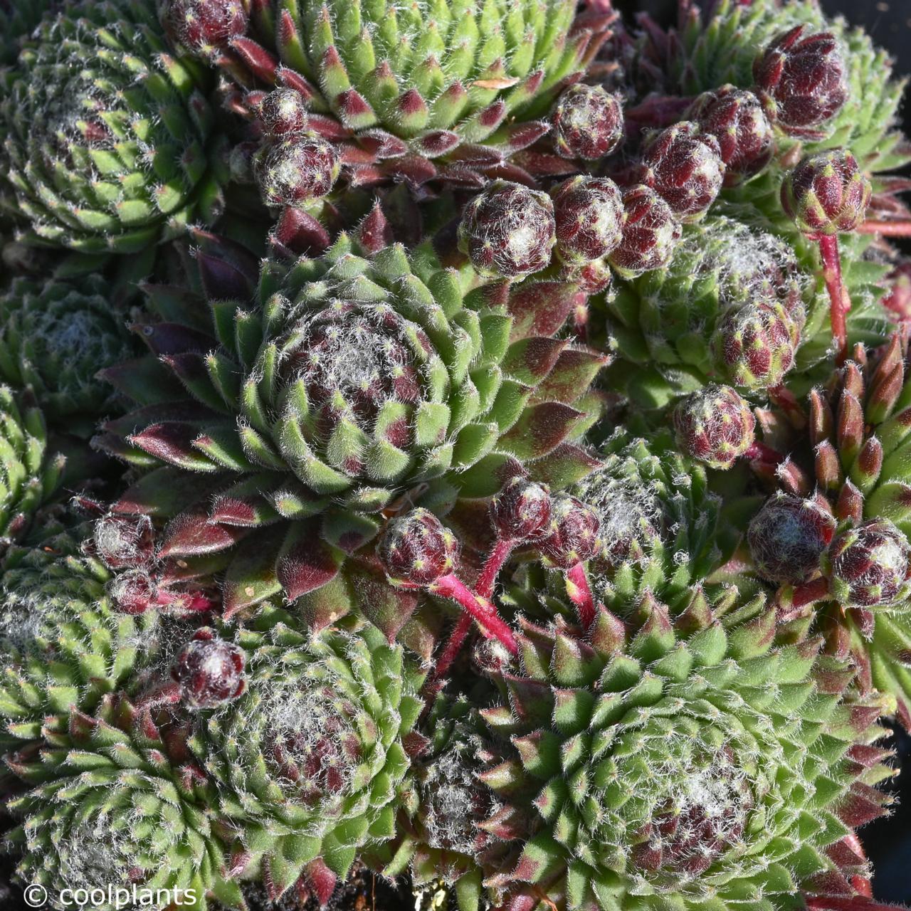 Sempervivum 'Sprite' plant