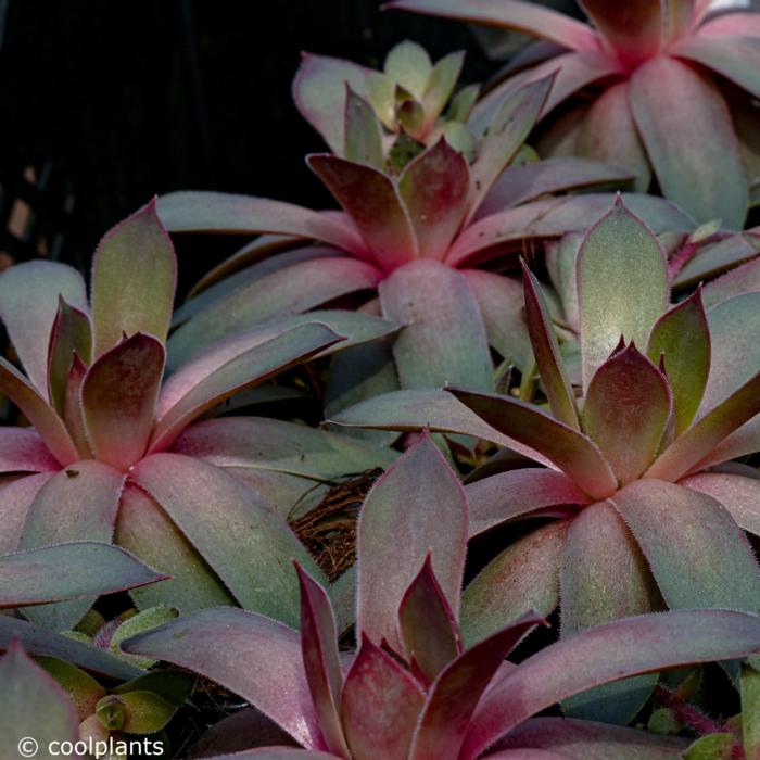 Sempervivum 'Steel Appeal' plant