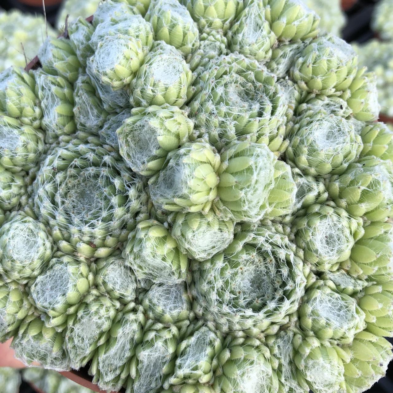 Sempervivum 'Summer Frost' plant
