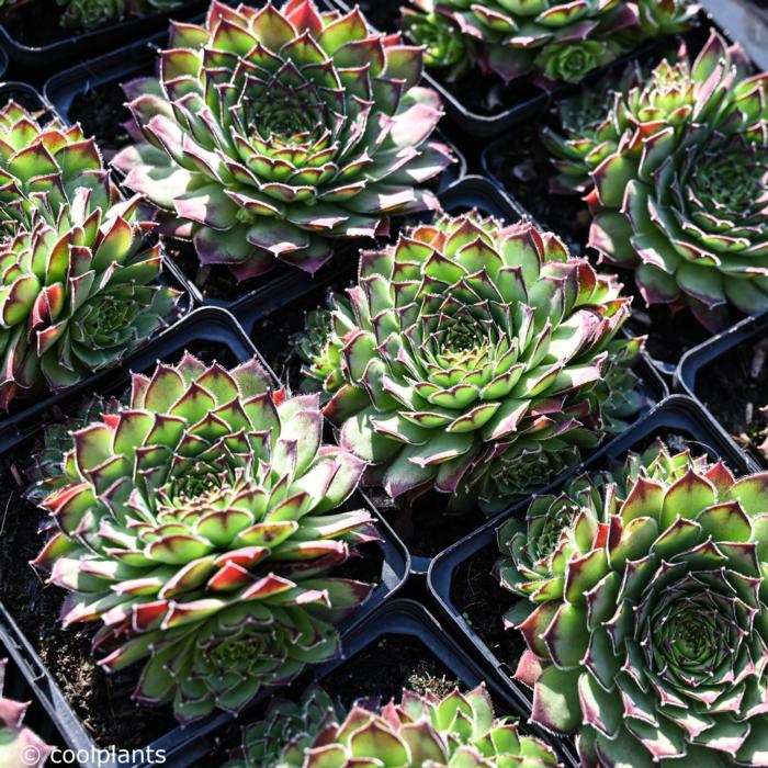 Sempervivum tectorum 'Alpinum' plant