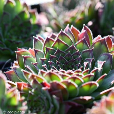 sempervivum-tectorum-alpinum