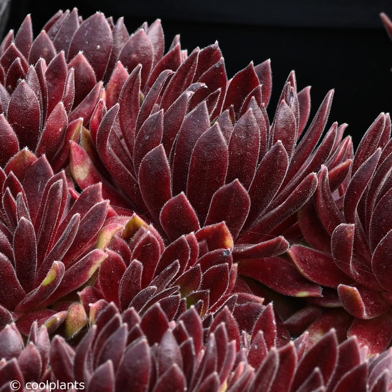 Sempervivum 'Terracotta Baby' plant