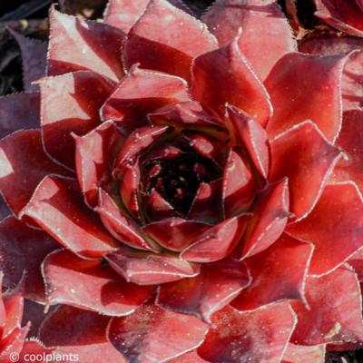 sempervivum-ultraturmaline