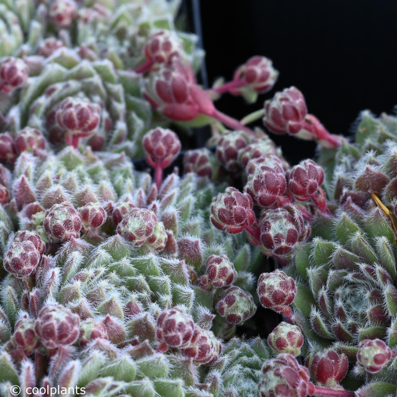 Sempervivum 'Van der Steen' plant