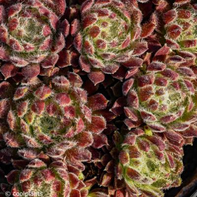 sempervivum-weberianum