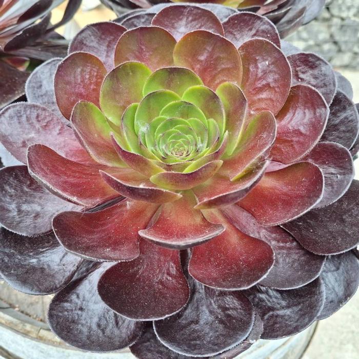 Semponium 'Destiny' plant