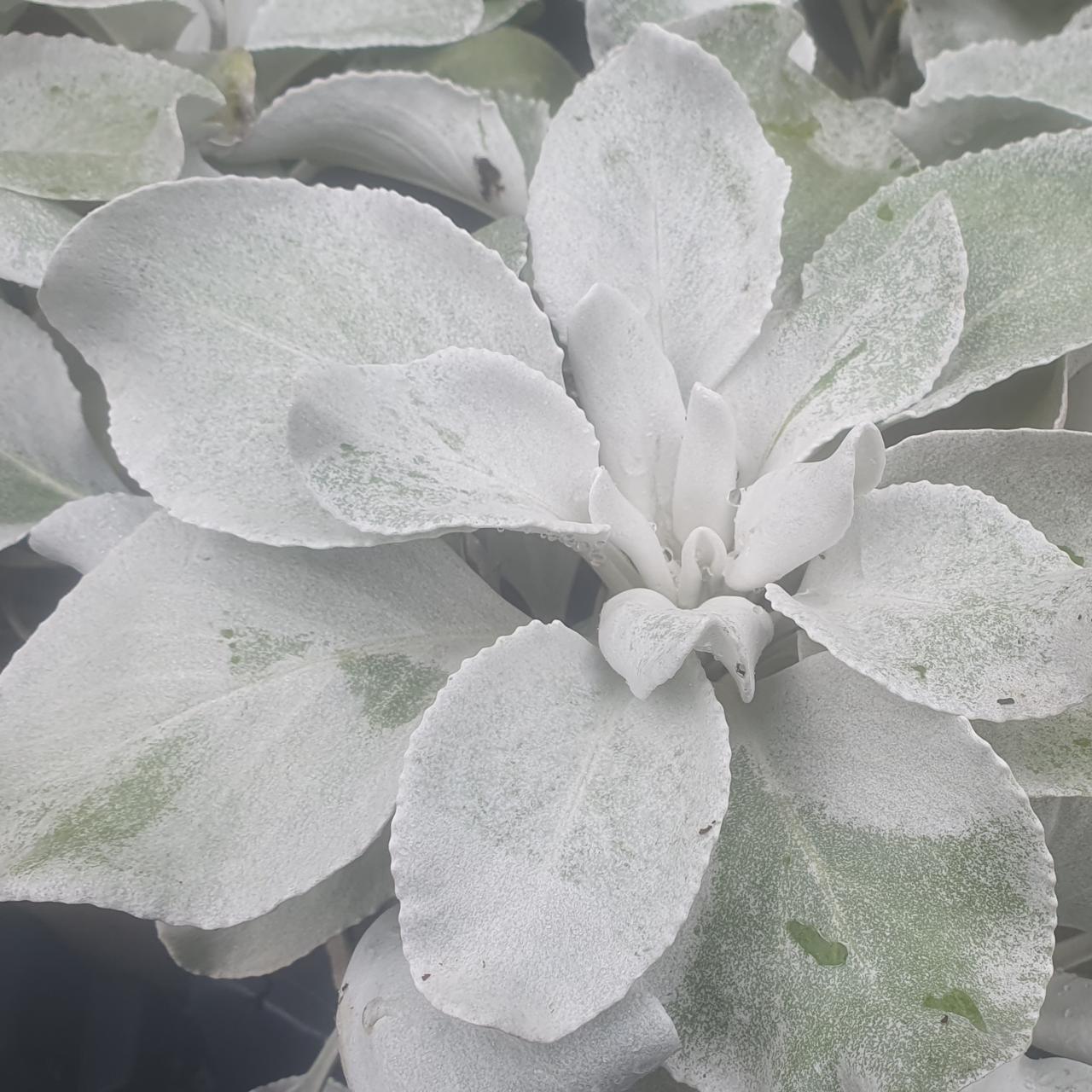 Senecio candicans 'Angel Wings' plant